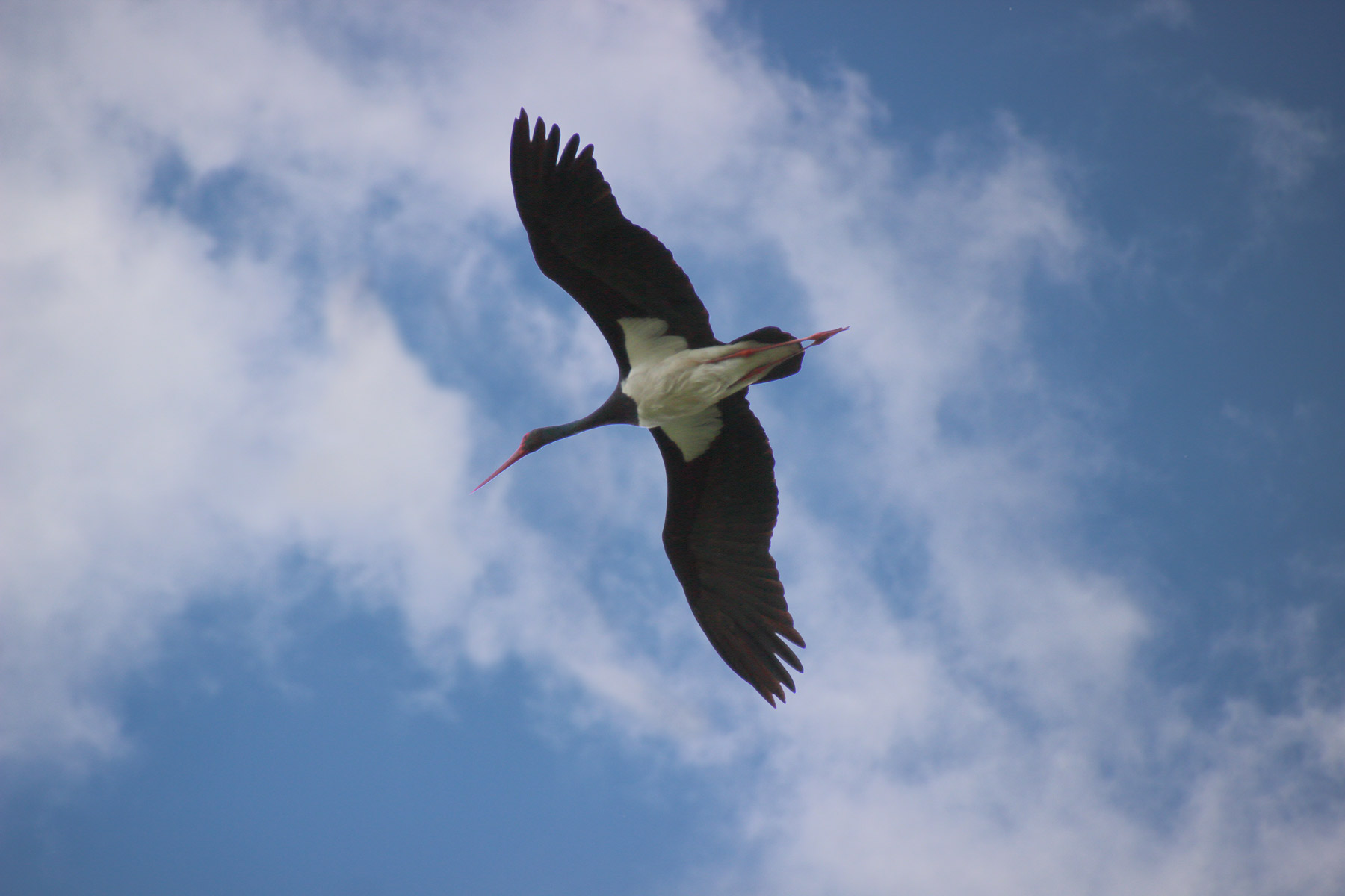 Tour Guide: Kopacki rit-Black stork