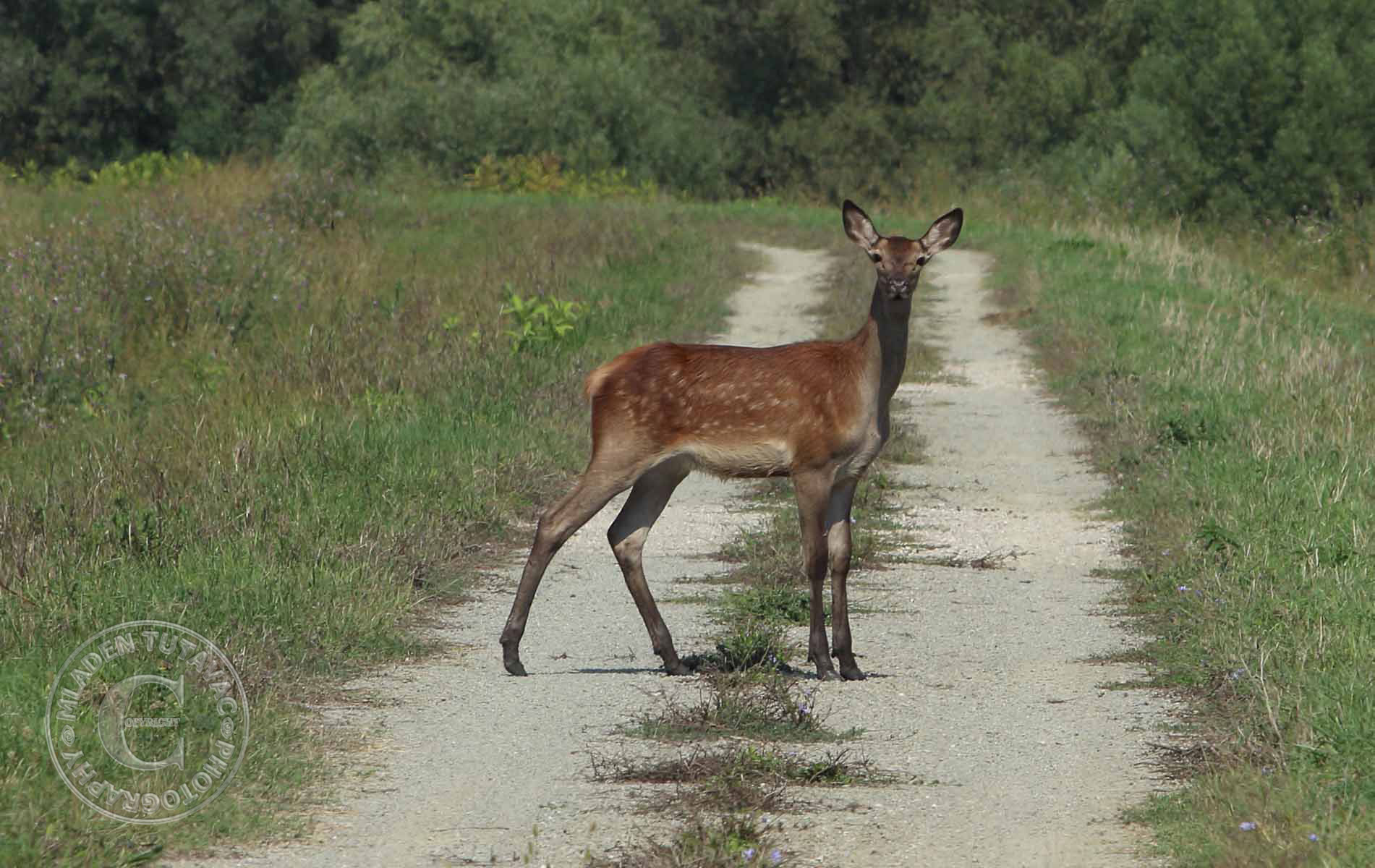 tour guide:from Kopacevo to Batina by bike-meeting a roe deer