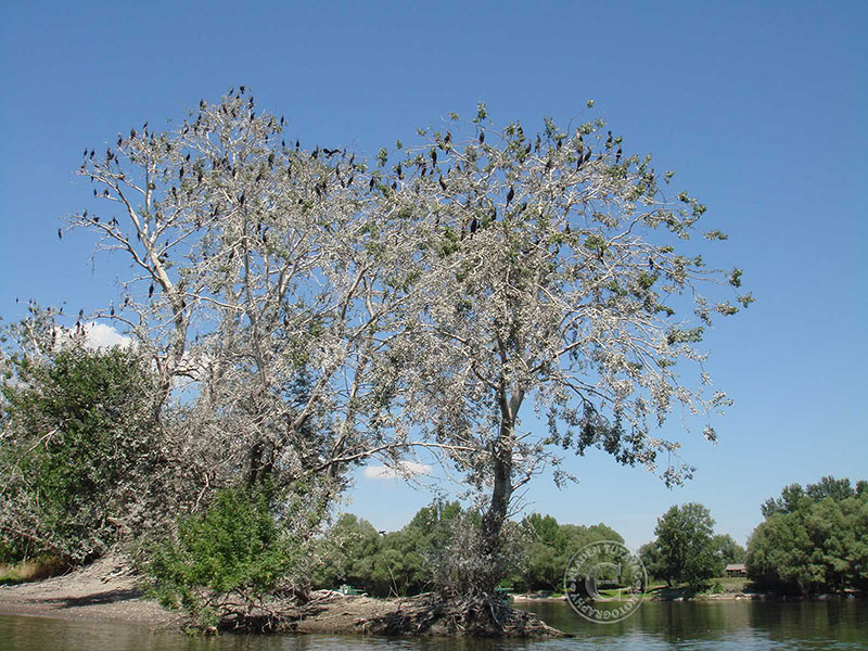 Tour Guide: Kopacki rit-Colony of Cormorants