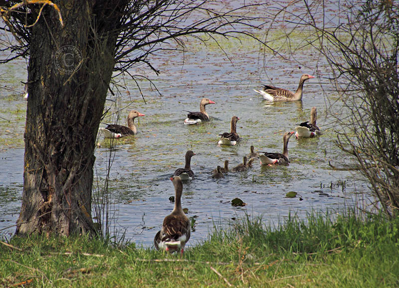 Tour Guide: Kopacki rit- Greylag gooses