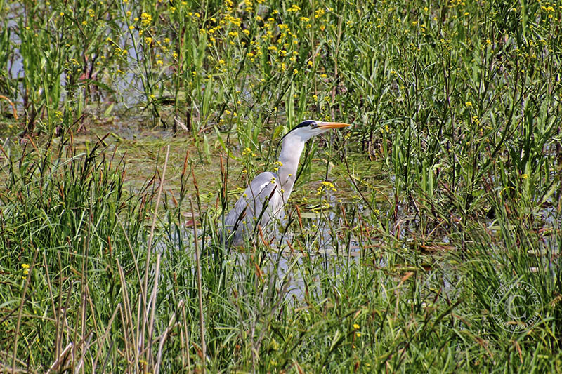 Tour Guide: Kopacki rit-Grey Heron