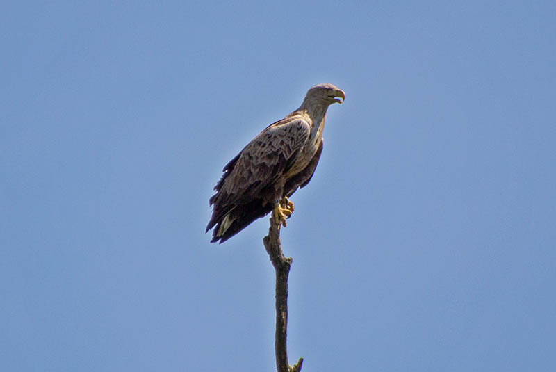 Tour Guide: Kopacki rit-White taled eagle