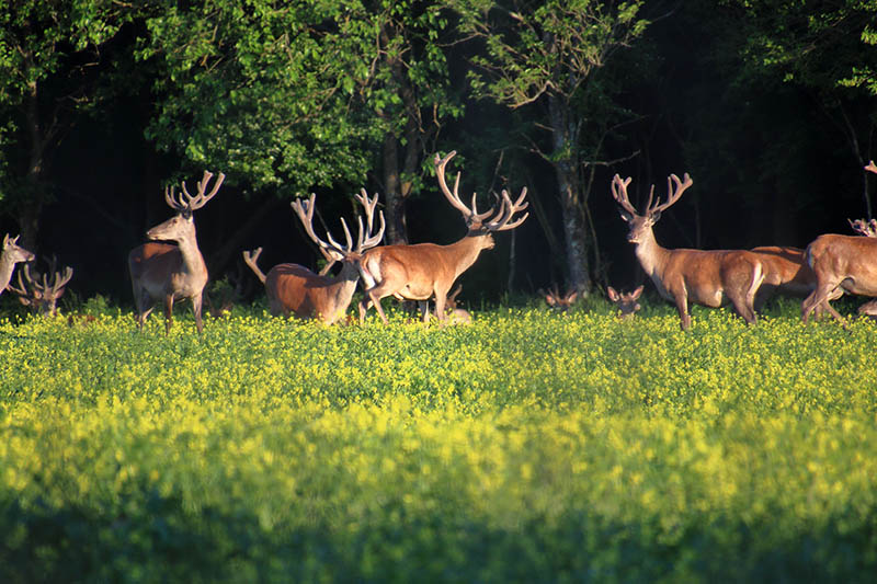 Tour Guide: Kopacki rit- Deers