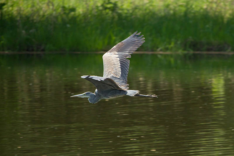 Tour Guide: Kopacki rit-Grey Heron