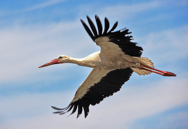 Tour Guide: Kopacki rit- stork