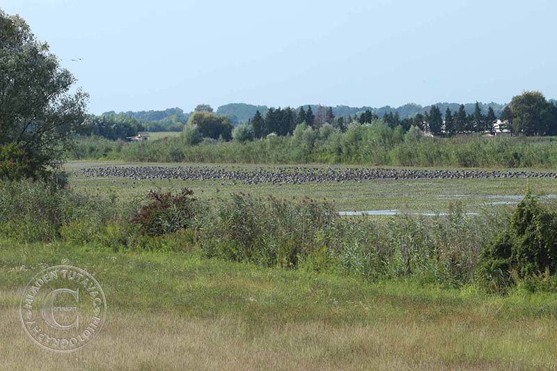 Tour Guide: Kopacki rit-Greylag gooses