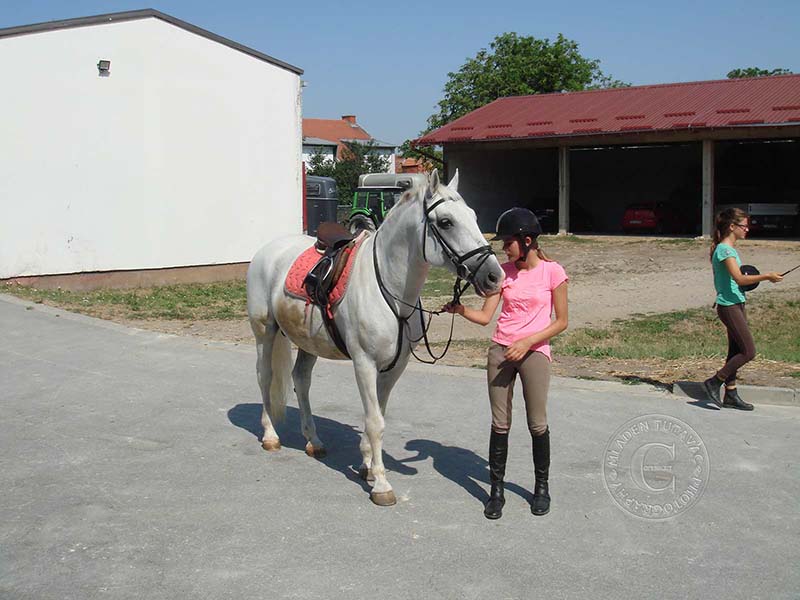 tour guide:Djakovo Lipizzan Farm